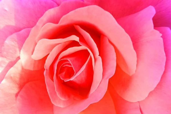 Schöne Rosen Hintergrund Nahsicht — Stockfoto