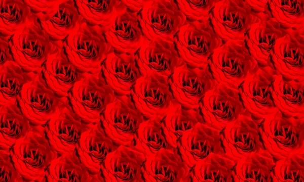 Kırmızı Gül Arka Plan Çiçekler — Stok fotoğraf
