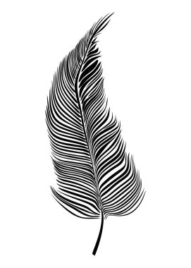 Beyaz arkaplanda siyah tüy simgesi. vektör illüstrasyonu