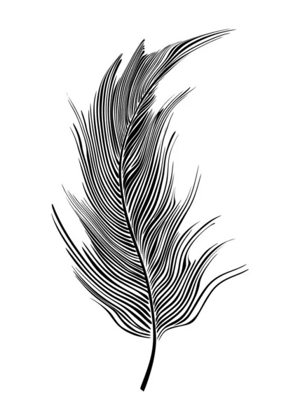 Black Feather Isolated White Background Vector Illustration — Stock fotografie