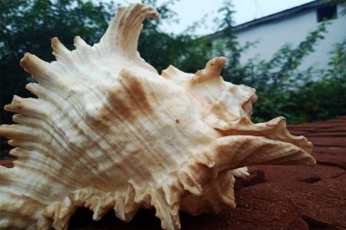 beyaz arkaplanda deniz kabuğu