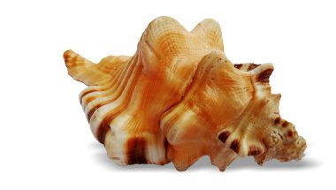 Beyaz arkaplanda deniz kabuğu izole