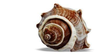 Beyaz arkaplanda deniz kabuğu izole