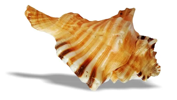 Seashell Izolowane Białym Tle — Zdjęcie stockowe