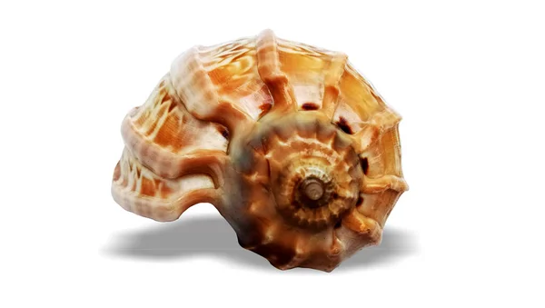 白い背景に隔離された貝殻 — ストック写真