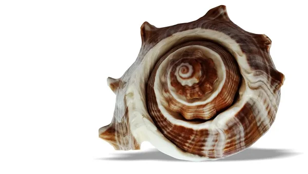 Seashell Izolowane Białym Tle — Zdjęcie stockowe