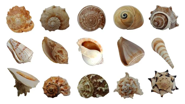 Set Different Seashells Isolated White Background — Photo