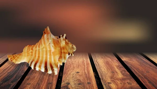 Κέλυφος Της Θάλασσας Ξύλινο Τραπέζι — Φωτογραφία Αρχείου