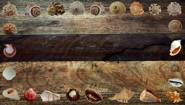 Muscheln Auf Holzgrund — Stockfoto