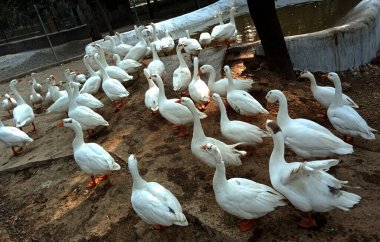 Parktaki beyaz kazlar çiftliğin arka planında.