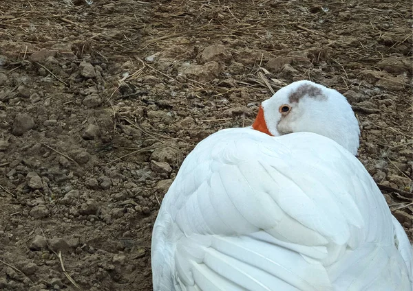 Oiseau Blanc Oie Sous Forme Poulet — Photo