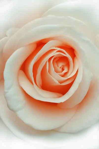 Close White Rose Petals — Stock Photo, Image