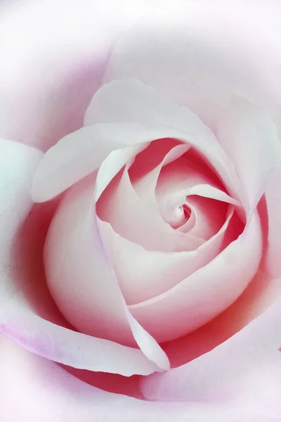 Όμορφο Ροζ Τριαντάφυλλο Λευκά Πέταλα Σκούρο Φόντο — Φωτογραφία Αρχείου