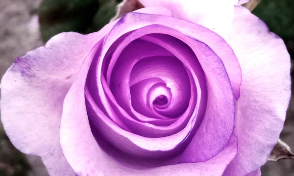 Schöne Rosen Naturkonzept Nahsicht — Stockfoto