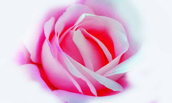 Pink rose with white background. close up, selective focus