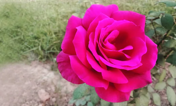 Hermosa Flor Rosa Jardín Flora Naturaleza —  Fotos de Stock