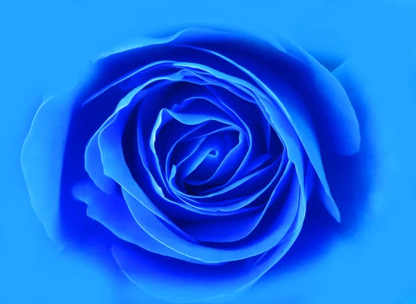 Hermosa Flor Rosa Azul Sobre Fondo Oscuro —  Fotos de Stock