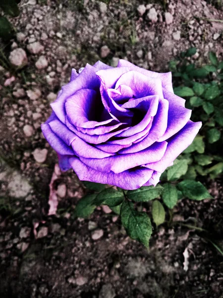 Schöne Blumen Garten — Stockfoto