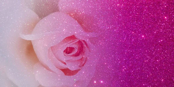 Vacker Rosa Ros Med Dagg Droppar Bakgrund Vatten — Stockfoto