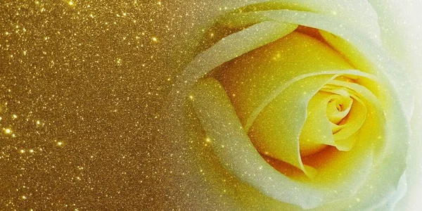 Vacker Ros Blomma Med Dagg Droppar — Stockfoto