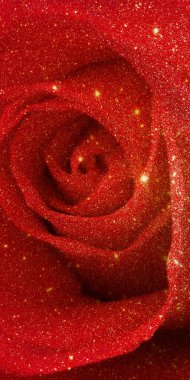 Kırmızı gül yaprakları, yakın plan.