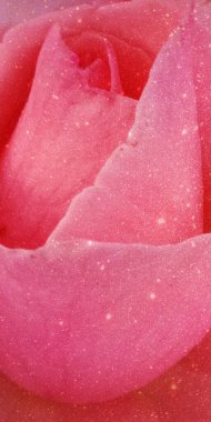 Beyaz arka planda pembe gül