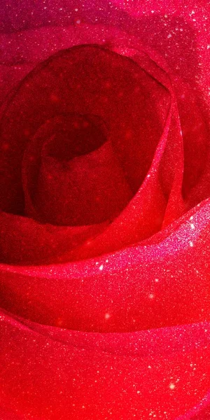 Kırmızı gül yaprakları, yakın plan.