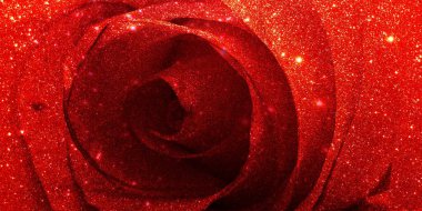 Kırmızı gül yaprakları, yakın plan.