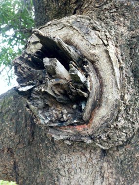 Ağaç gövdesi, bitki örtüsü ve doğa