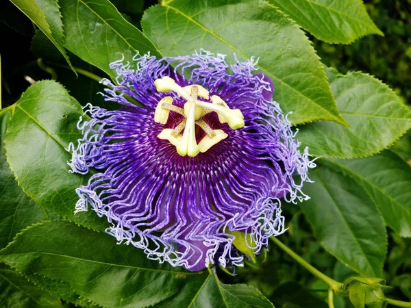 Красива Квітуча Орхідея Квітка Флора Листя — стокове фото
