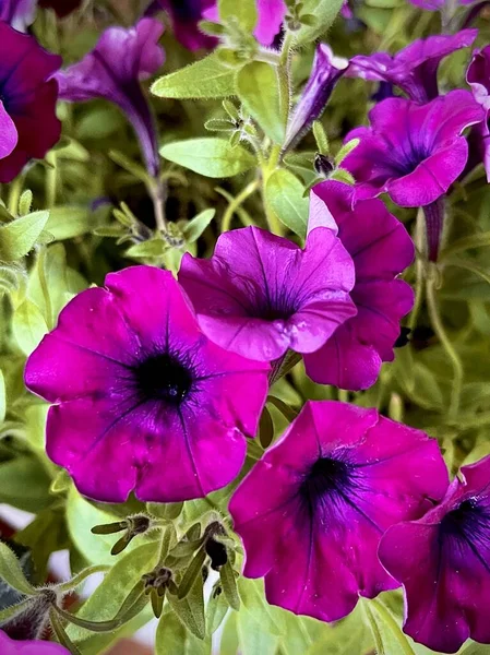 Purple Petunia Background Green Grass — Zdjęcie stockowe