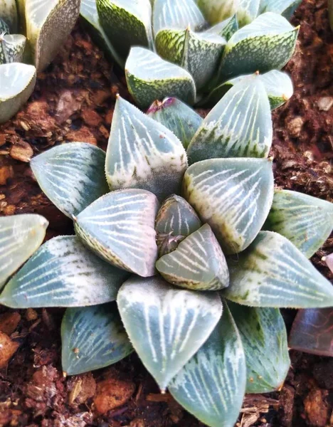 Impresionante Foto Haworthia Hakutou —  Fotos de Stock