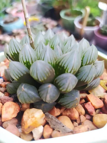 Nahaufnahme Von Schönen Lotusblumen — Stockfoto