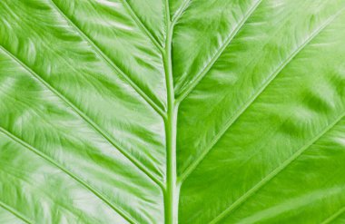 Doku Alocasia yaprakları veya kaladyum yaprağı arka planı. (Alocasia makrhizos, Fil Kulağı, Colocasia esculenta )
