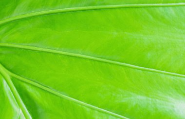 Doku Alocasia yaprakları veya kaladyum yaprağı arka planı. (Alocasia makrhizos, Fil Kulağı, Colocasia esculenta )