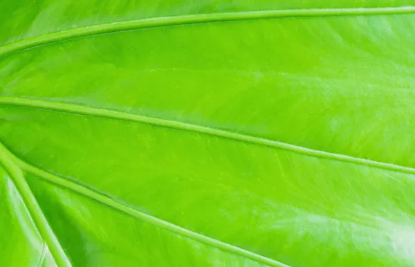 Текстура Alocasia Leaves Або Caladium Leaf Background Alocasia Macrorrhizos Elephant — стокове фото