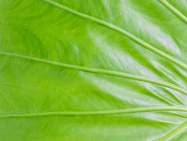Doku Alocasia yaprakları veya kaladyum yaprağı arka planı. (Alocasia makrhizos, Fil Kulağı, Colocasia esculenta )
