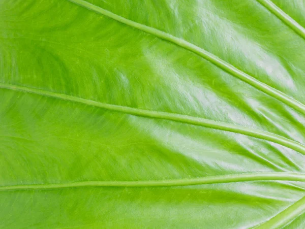 Textura Listů Alocasia Nebo Pozadí Listů Kaladu Alocasia Macrorrhizos Elephant — Stock fotografie