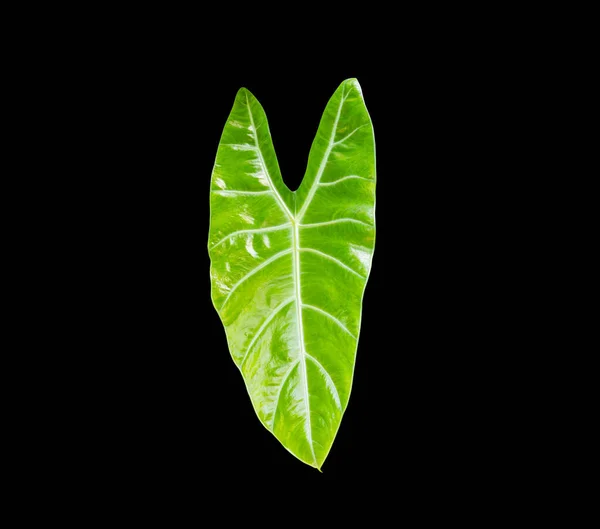 Green Leaf Colocasia Isolated Black Background Alocasia Macrorrhizos Elephant Ear — Stock Photo, Image