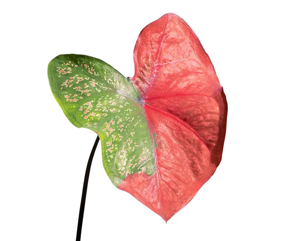 Caladium bicolor yapraklı bitki. Beyaz arka planda izole edilmiş güzel bir renk.