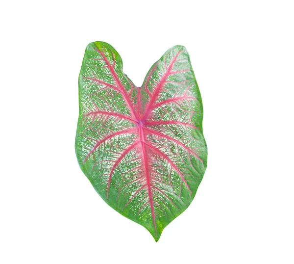 Caladium Bicolor List Rostlina Barevné Krásné Izolované Bílém Pozadí — Stock fotografie