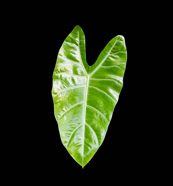 Feuille Verte Colocasia Isolée Sur Fond Noir Alocasia Macrorrhizos Oreille — Photo