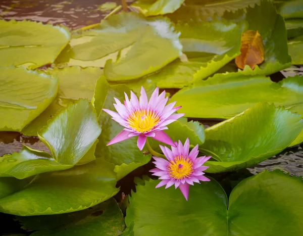 Çiçek Açan Lotus Mor Veya Bahçede Lilly Güzel Doğal — Stok fotoğraf