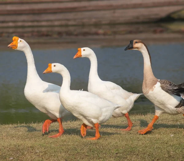 Masses White Geese Walk Farm — Stock Photo, Image