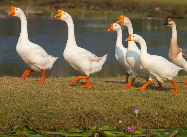 Masses White Geese Walk Farm — Stock fotografie