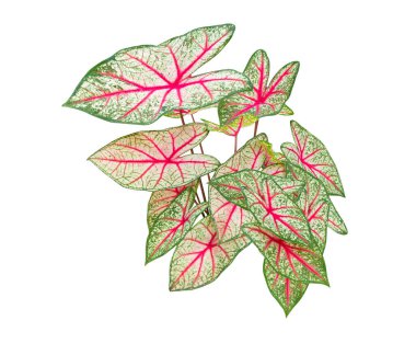 Caladium bicolor yapraklı bitki. Beyaz arka planda izole edilmiş güzel bir renk.