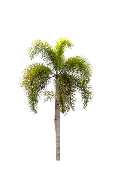Palmboom Sierplant Mooi Witte Achtergrond — Stockfoto