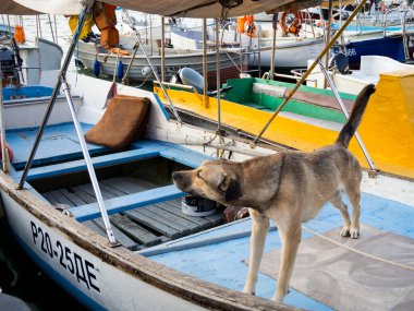 Balaklava, Kırım - 18 Eylül 2020: Köpek büyük bir teknenin güvertesinde duruyor