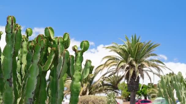 Tilting Shot Canary Spurge Cactus Epiorbia Canariensis Φοίνικας Και Φόντο — Αρχείο Βίντεο