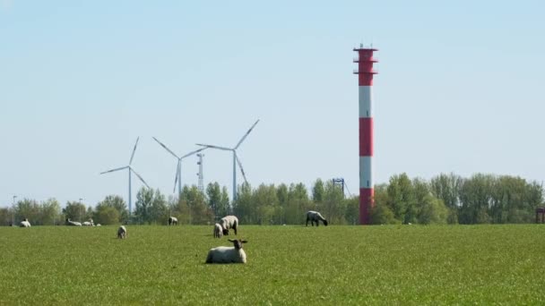 在现代化灯塔前的堤坝上放羊 还有三个风力涡轮机 在北海沿岸产生绿色能源 — 图库视频影像